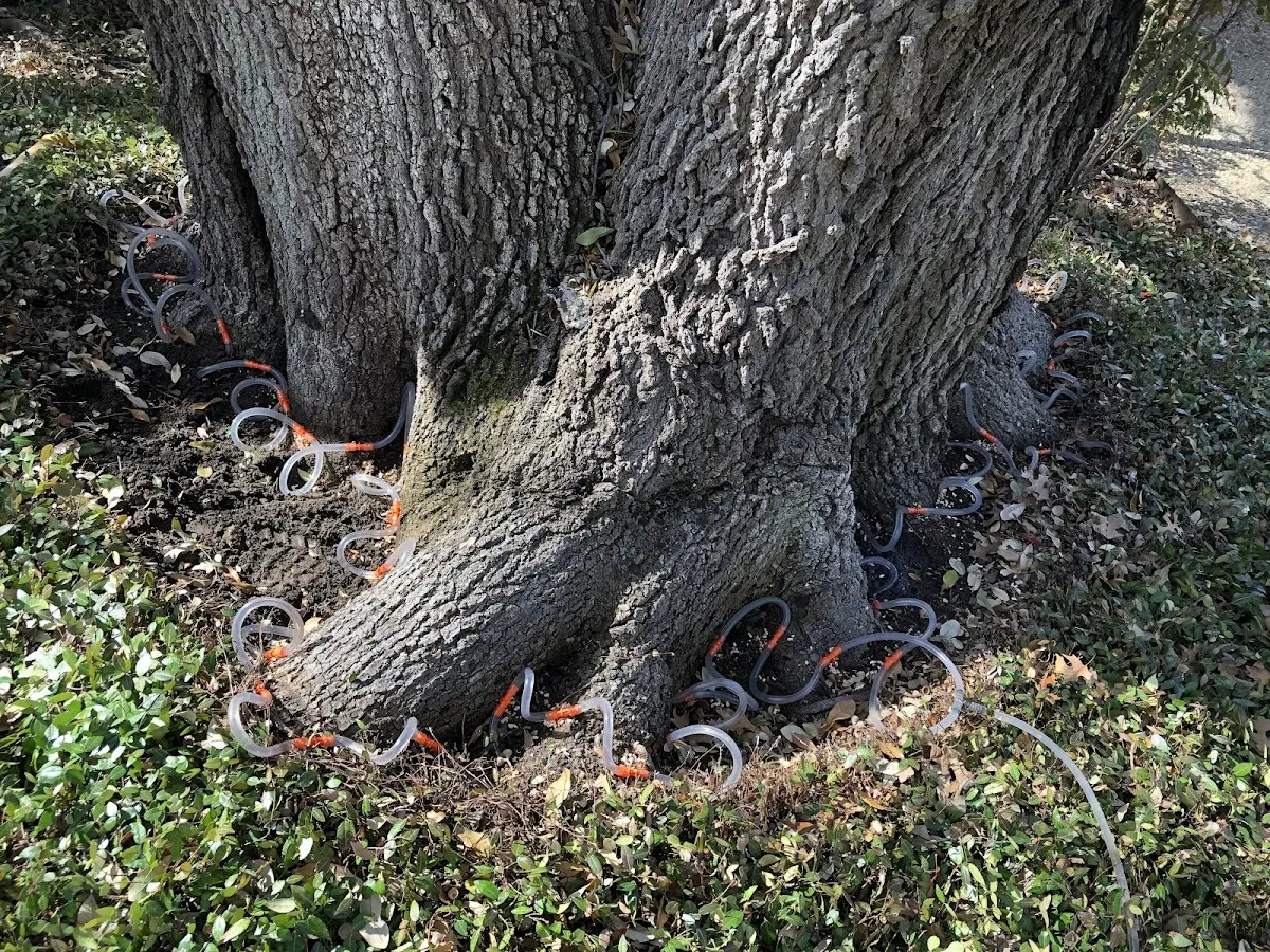 Detailed Tree Cabling and Bracing job site in Readlyn